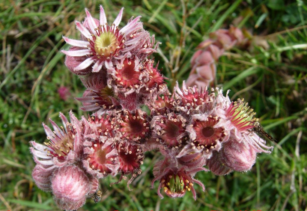 Dubbi su un vecchio Sempervivum